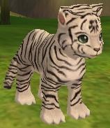 tora-B 1-20.JPG